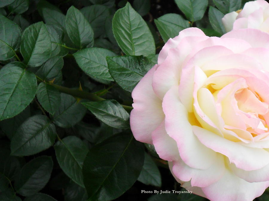 Episode 012 – Garden Fairy